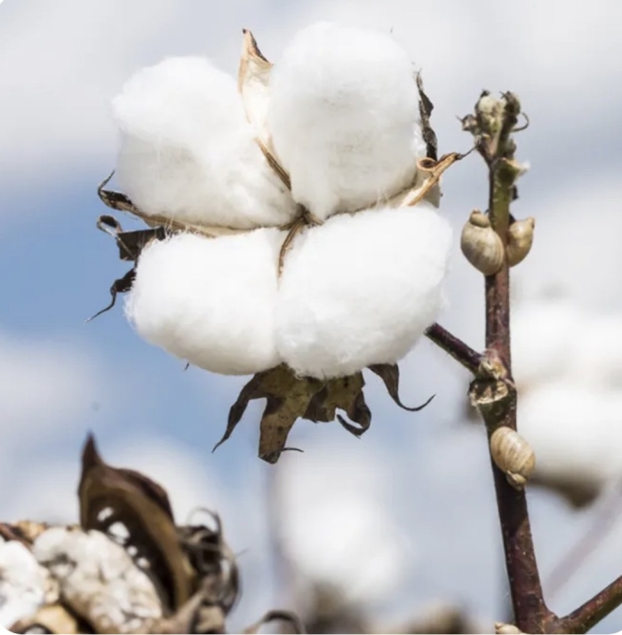 Цветки хлопка