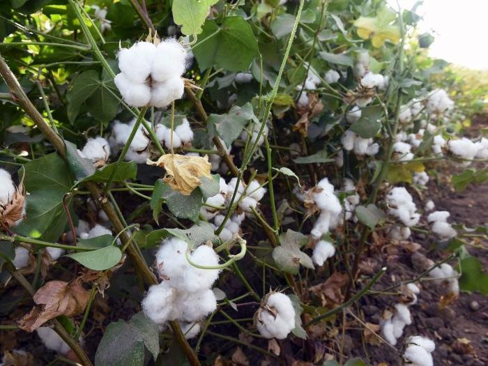 Узбекистан природа хлопок