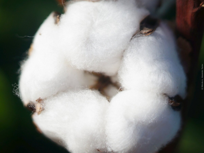 Волокна хлопка