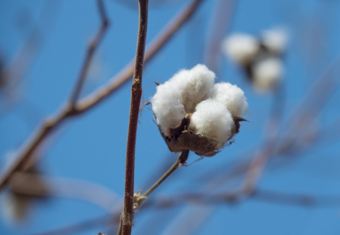 Хлопок цветок