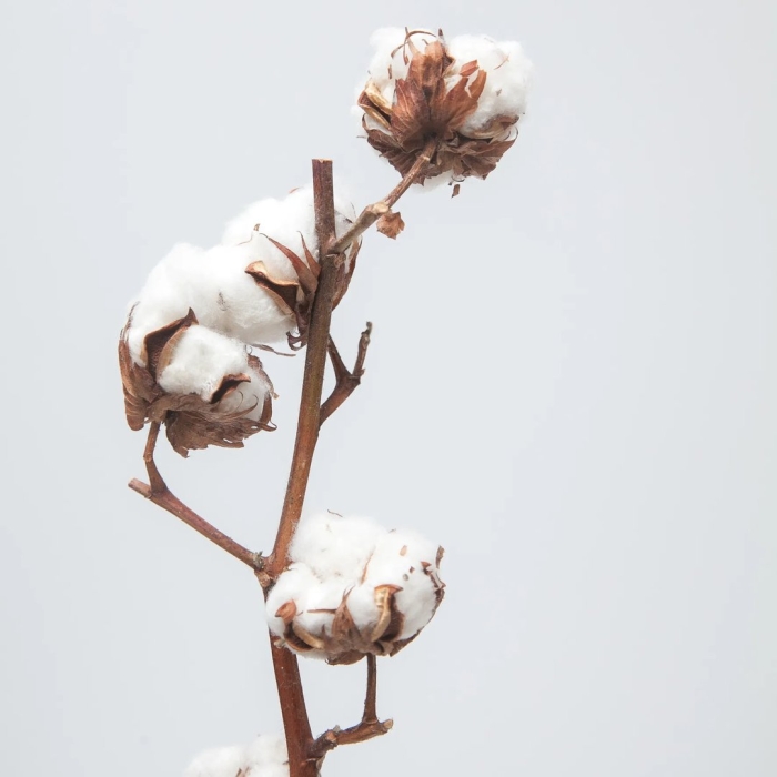 Ветка хлопка