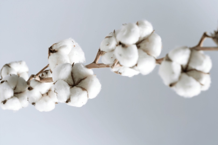 Госсипиум белый