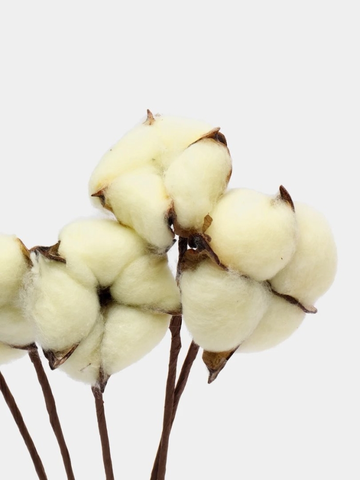 Сухоцветы хлопокцветок хлопок