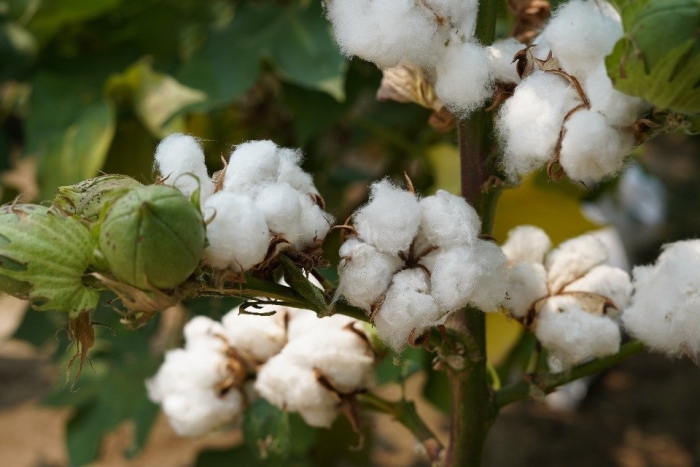 Растение хлопчатник