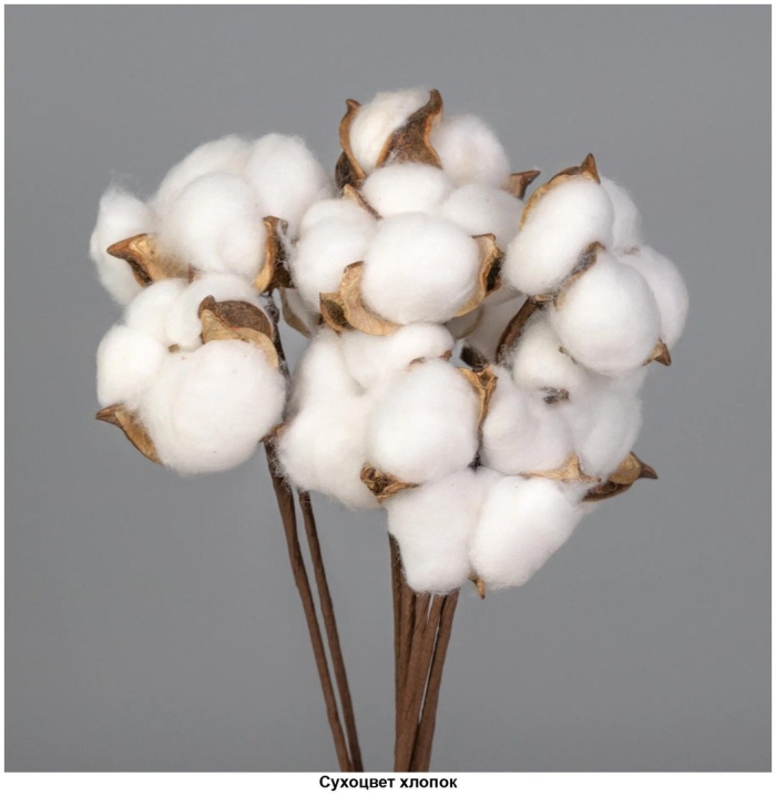 Сухоцветы хлопок
