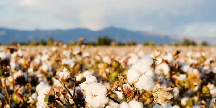 Хлопковое поле