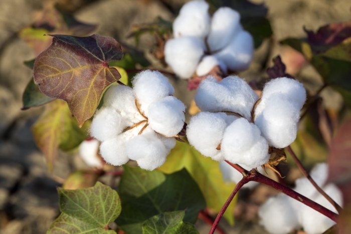 Цветки хлопка