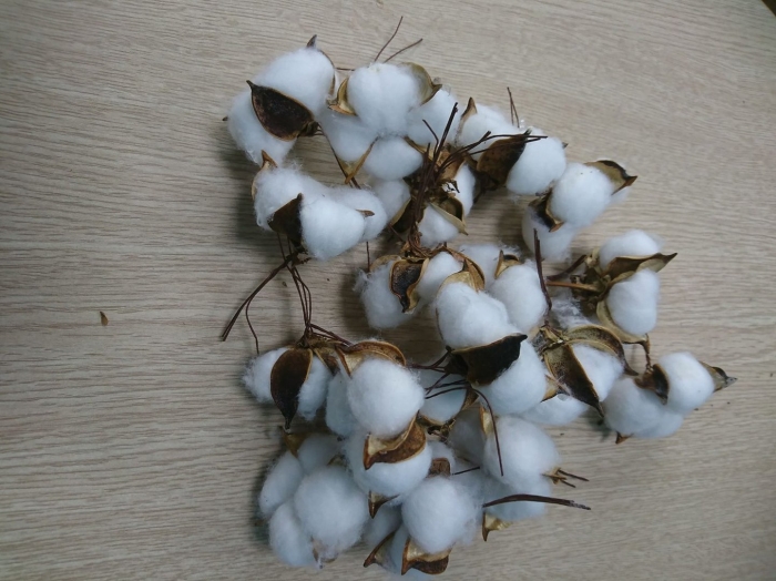 1 ветка сухоцвета