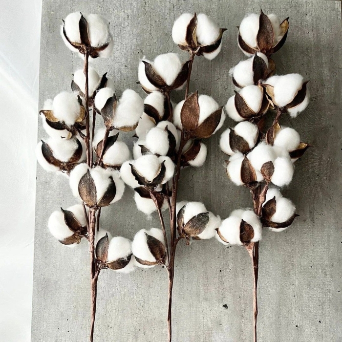 Хлопок сухоцвет