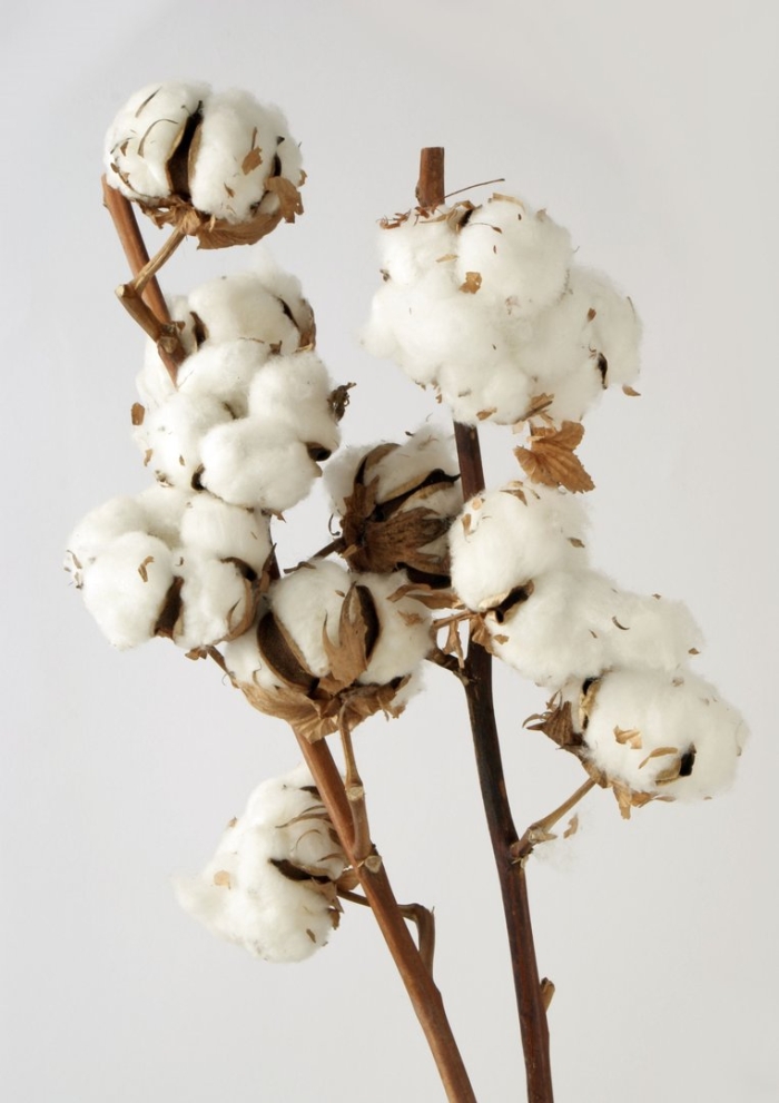 Цветки хлопка
