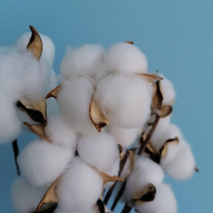 Хлопок белый