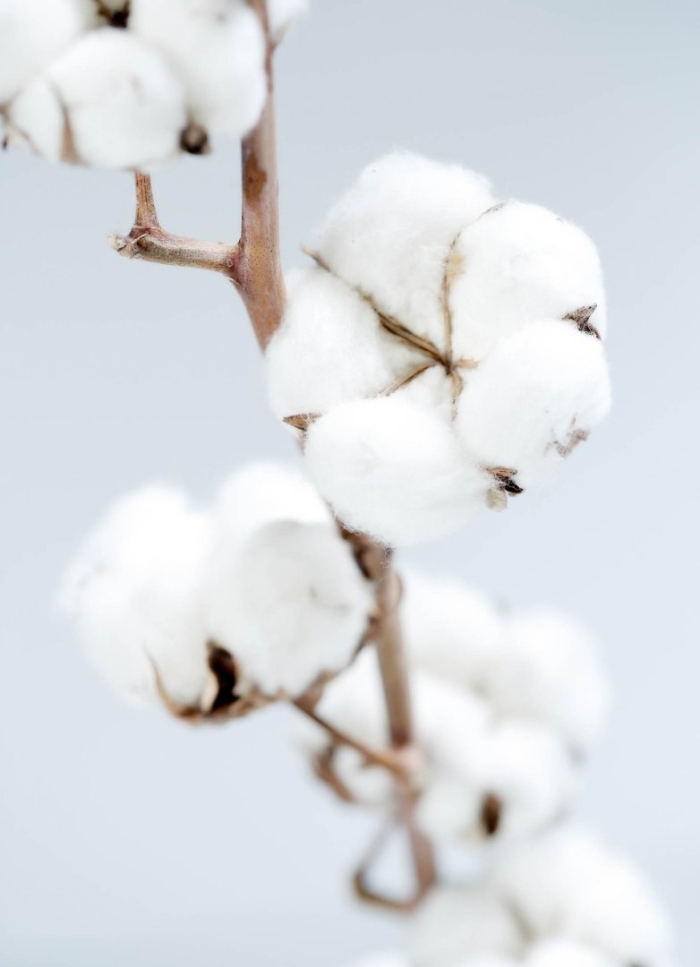 Цветки хлопка