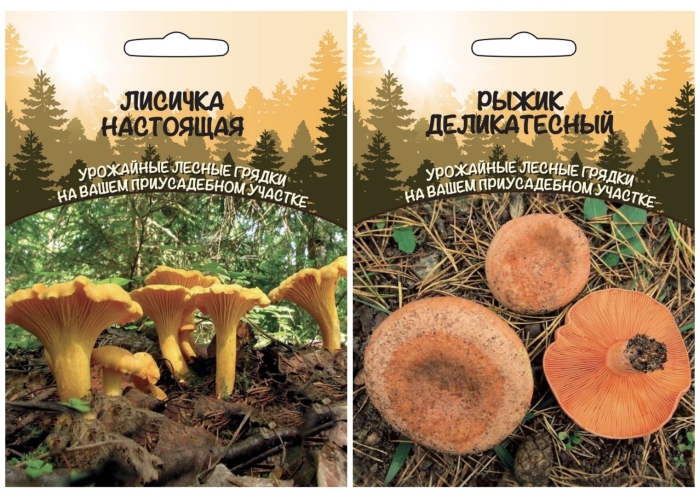 Рыжик деликатесный