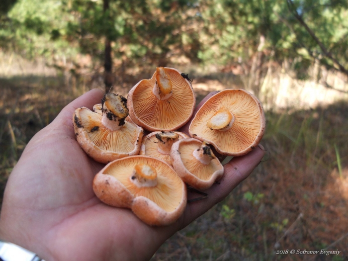 Рыжики опята лисички