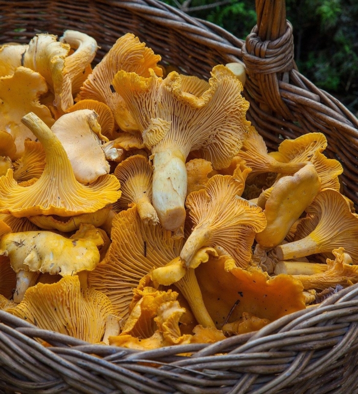 Лисички грибы в корзине