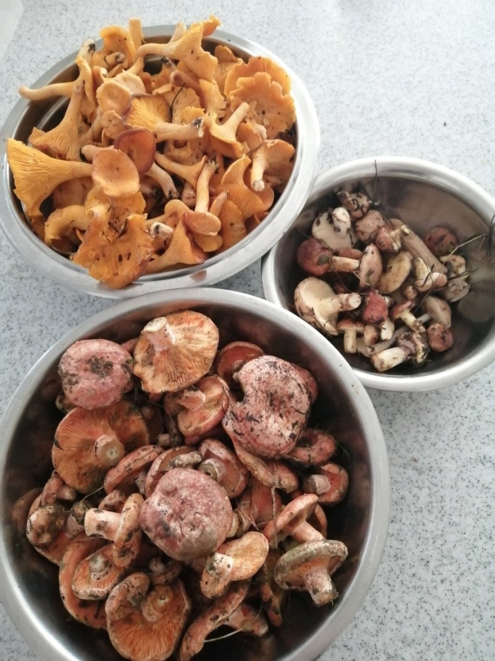 Грибы рыжики и лисички