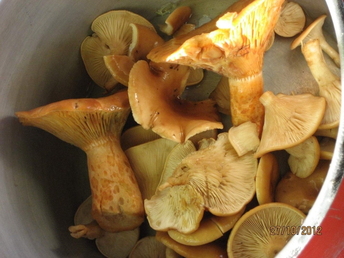 Лисички и рыжики