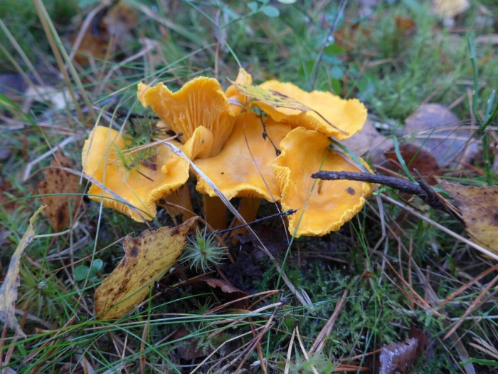 Еловик желтый гриб