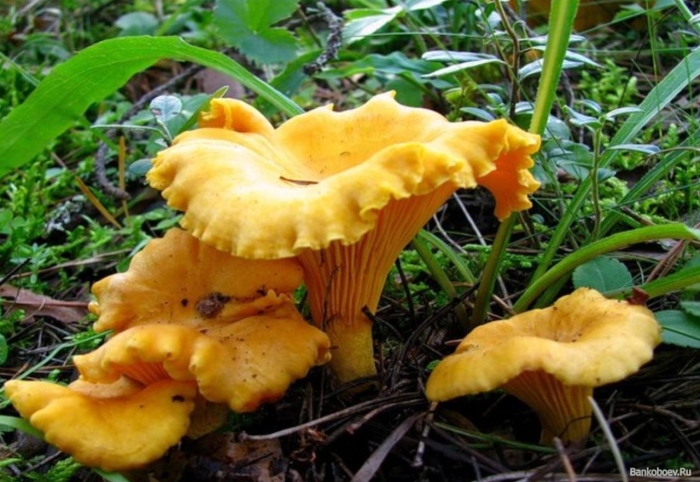 Лисичка обыкновенная гриб