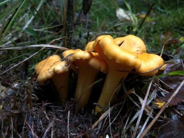 Лисички и волнушки