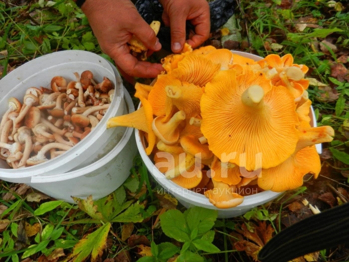 Боровые лисички