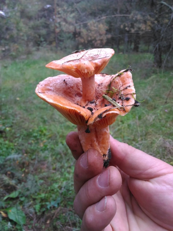 Рыжик гриб съедобный