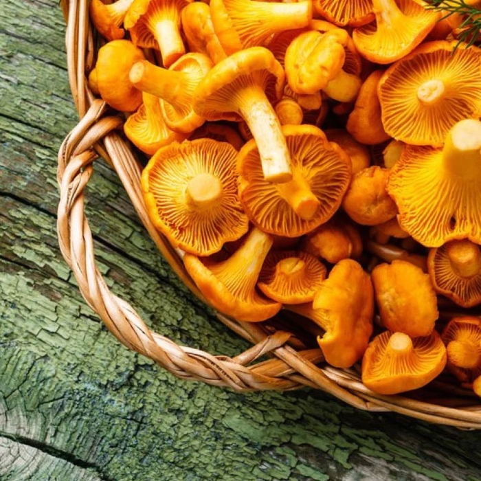 Гриб лисички