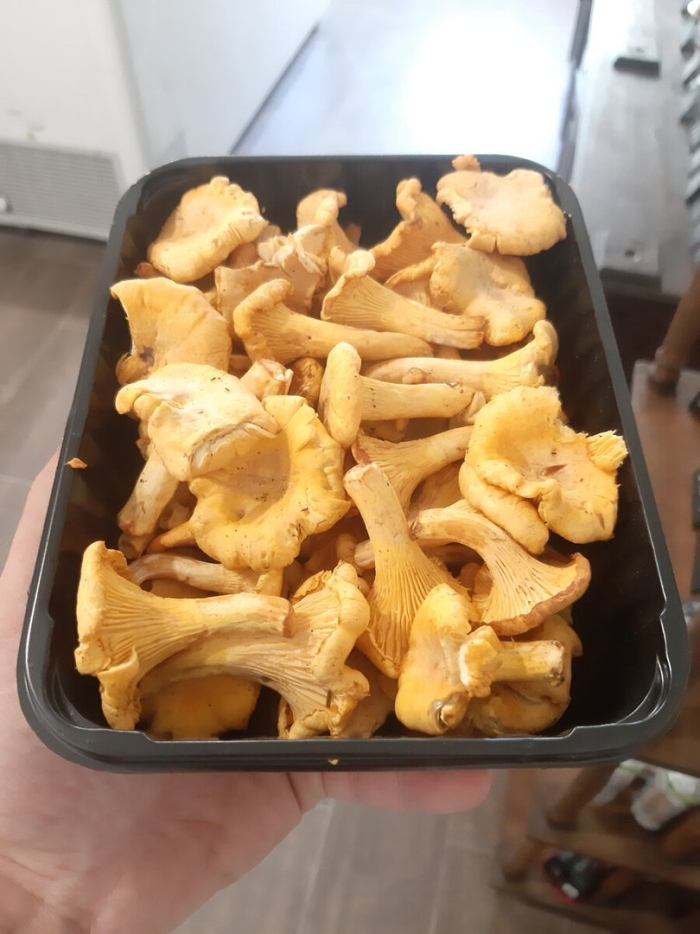 Рыжики и лисички