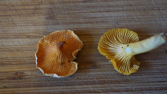 Chanterelle cantharellus cibarius