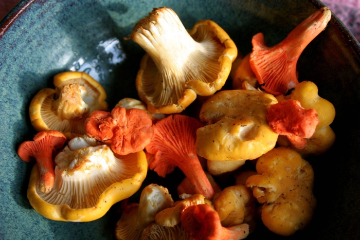 Лисичка гриб ложная