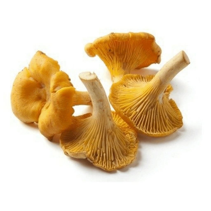 Лисичка гриб на белом фоне