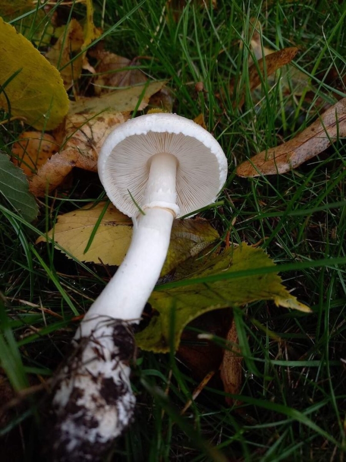 Белошампиньон румянящийся