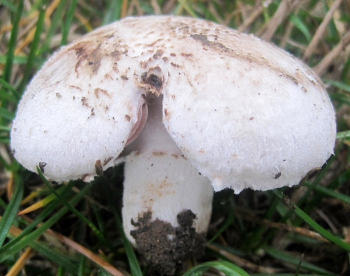 Белошампиньон длиннокорневой