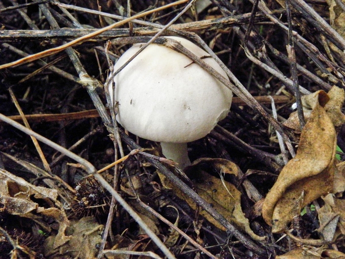 Гриб шампиньон