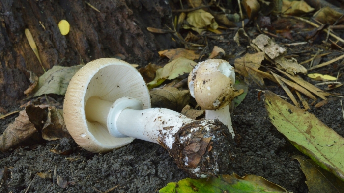 Бледная поганка гриб