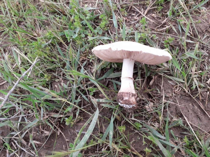 Шампиньон луговой agaricus campestris