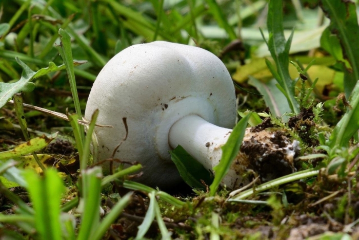 Шампиньон обыкновенный agaricus campestris