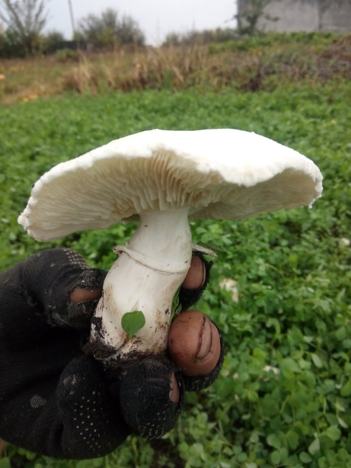 Белошампиньон краснопластинчатый