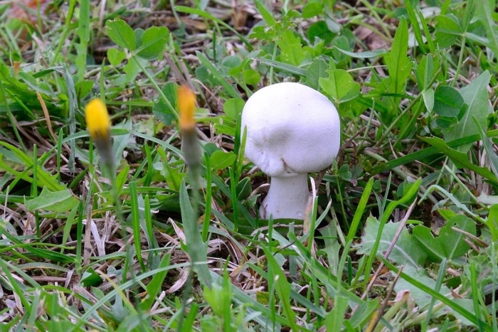 Белошампиньон румянящийся