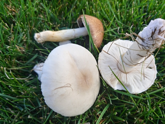 Гебелома клейкая валуй ложный