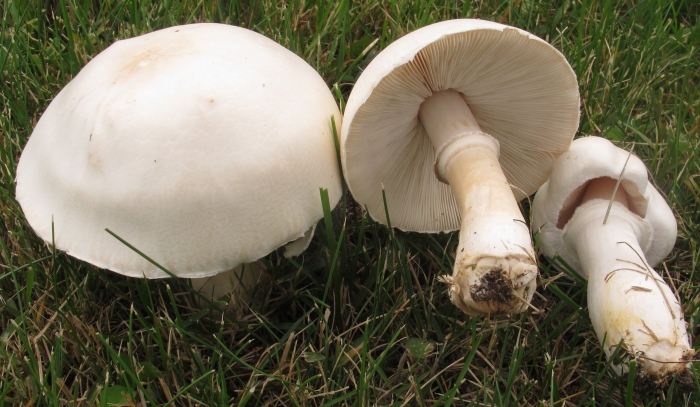 Белошампиньон краснопластинчатый