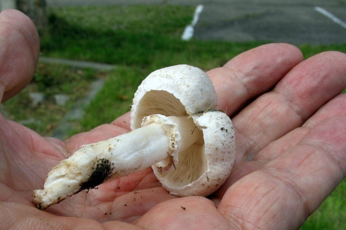 Белошампиньон длиннокорневой (leucoagaricus barssii)
