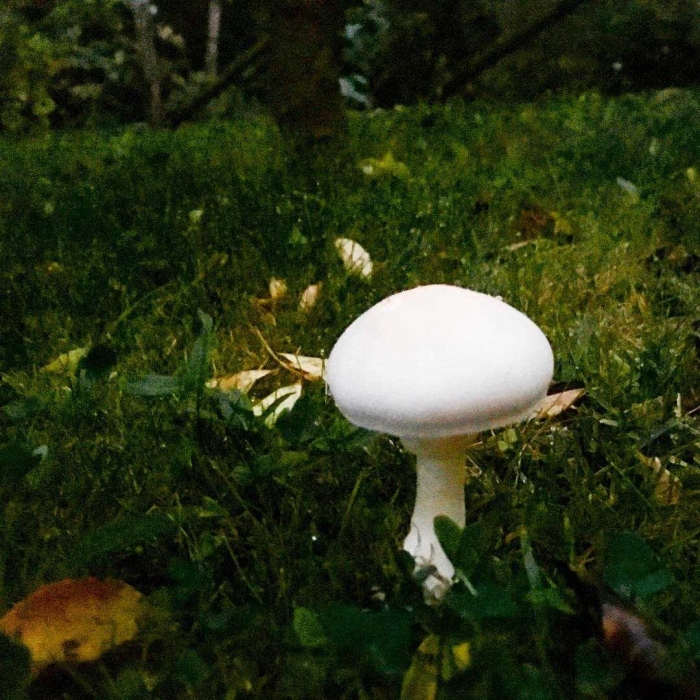 Белая поганка гриб