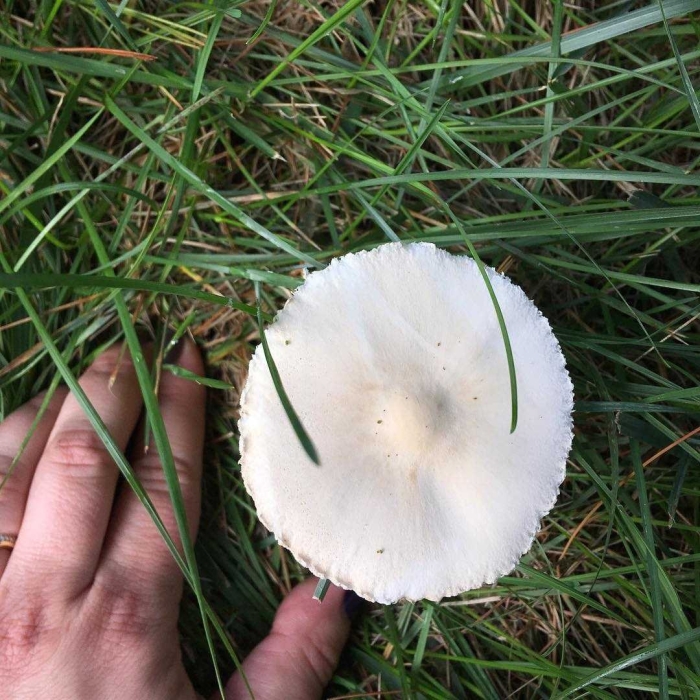 Зонтик белый macrolepiota excoriata