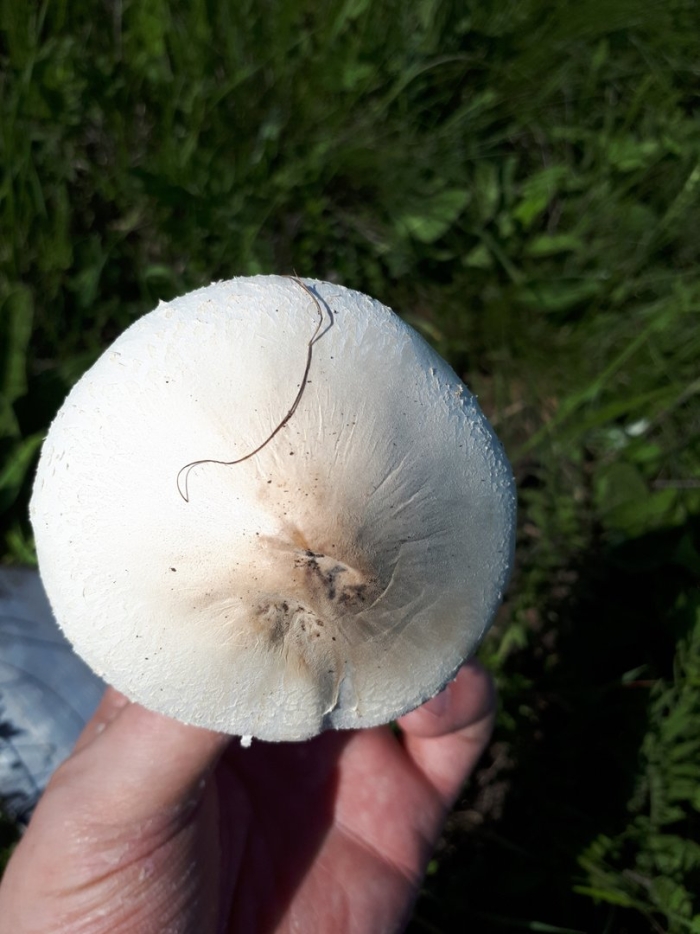 Белошампиньон краснопластинчатый (leucoagaricus leucothites)