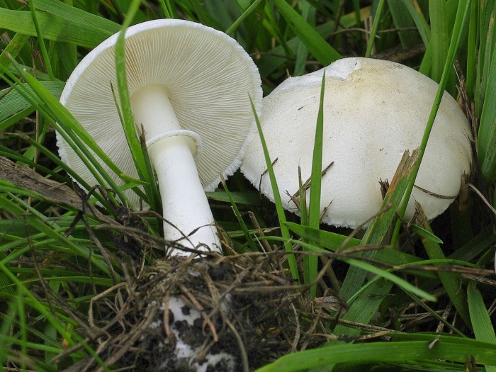 Белая поганка гриб