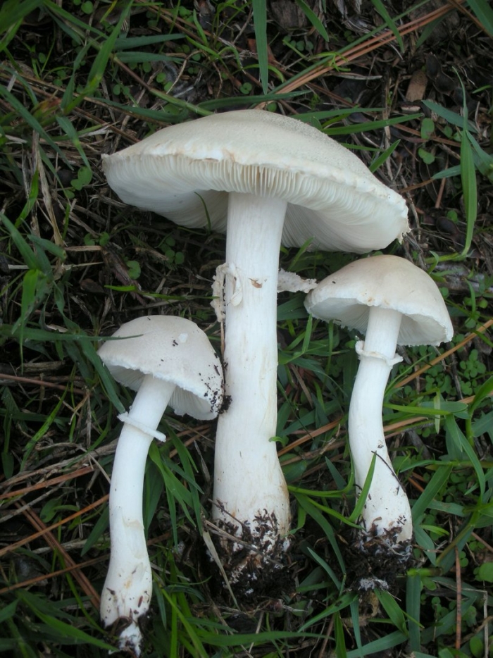 Leucoagaricus leucothites