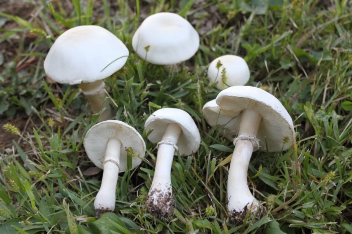 Белошампиньон румянящийся leucoagaricus leucothites