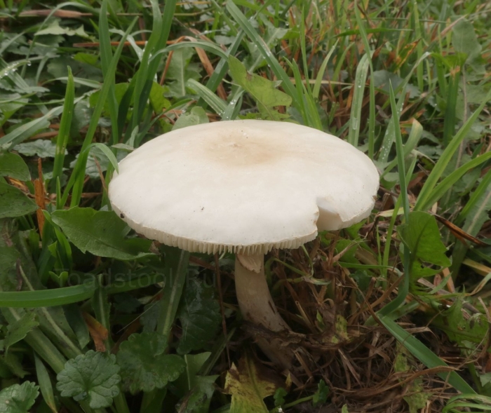 Зонтик белый macrolepiota excoriata