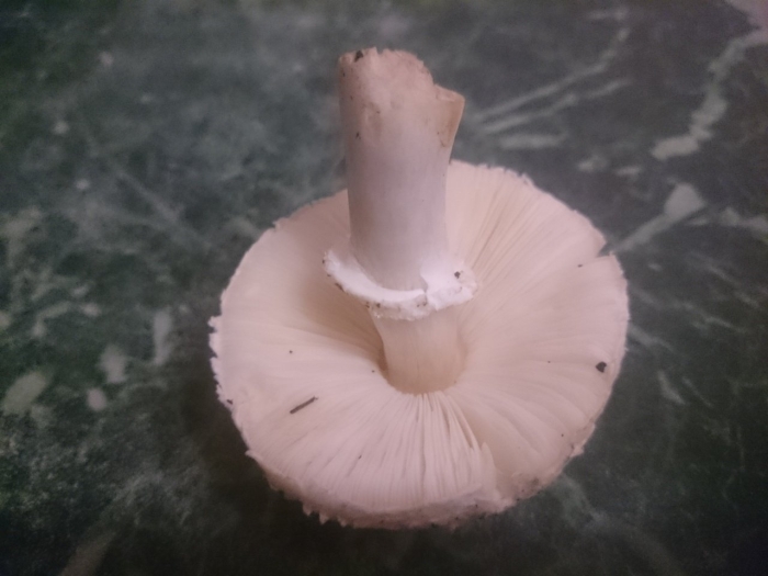 Печерица луговой шампиньон ложные